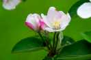 リンゴの花070530−7