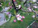 リンゴの花090514−4