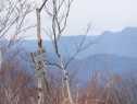 盤渓山091108−3