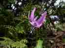カタクリ