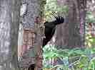 クマゲラ