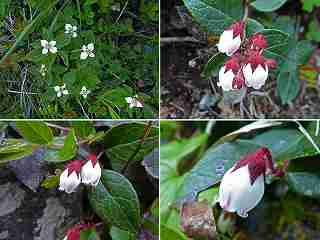 ニセコアンヌプリ