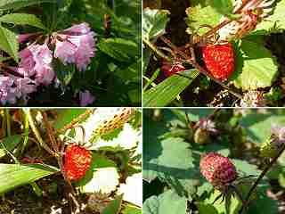 ニセコアンヌプリ