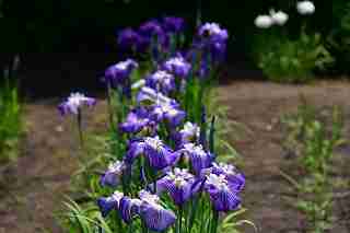 花菖蒲