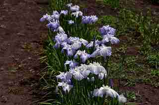 花菖蒲